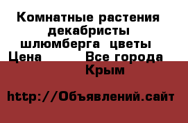 Комнатные растения, декабристы (шлюмберга) цветы › Цена ­ 300 - Все города  »    . Крым